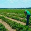 Заработная плата работника на уборке ягод в Украине не превышает 5 евро в день