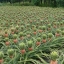 В Черновицкой области поспевает ананасовое поле.