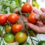 Полное руководство по производству томатов в теплице ( Часть первая) 5