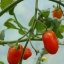 Полное руководство по производству томатов в теплице ( Часть вторая) 16