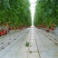Полное руководство по производству томатов в теплице ( Часть вторая) 10