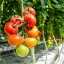 Полное руководство по производству томатов в теплице ( Часть первая) 11