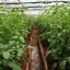 Полное руководство по производству томатов в теплице ( Часть первая) 18