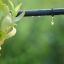 Как качество оросительной воды влияет на сельскохозяйственные культуры
