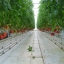 Полное руководство по производству томатов в теплице ( Часть третья)