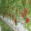 Полное руководство по производству томатов в теплице ( Часть первая) 7