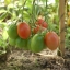 Полное руководство по производству томатов в теплице ( Часть вторая) 15