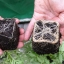 Микоризы: природные биоудобрения почв