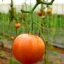 Полное руководство по производству томатов в теплице ( Часть первая) 13