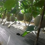 Melon Farm