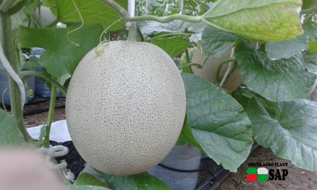 Melon Farm Chiangmai