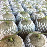Melon Farm Chiangmai