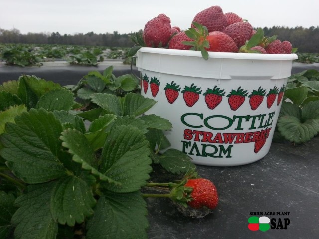 Cottle Strawberry Farm