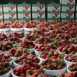 Cottle Strawberry Farm