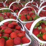 Cottle Strawberry Farm