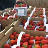 Cottle Strawberry Farm