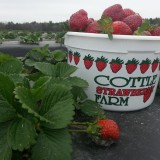 Cottle Strawberry Farm