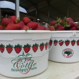 Cottle Strawberry Farm