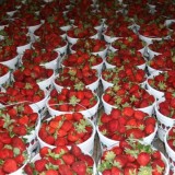 Cottle Strawberry Farm