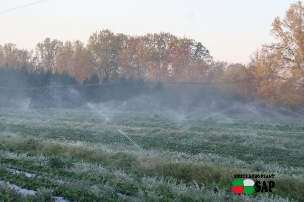 Cottle Strawberry Farm