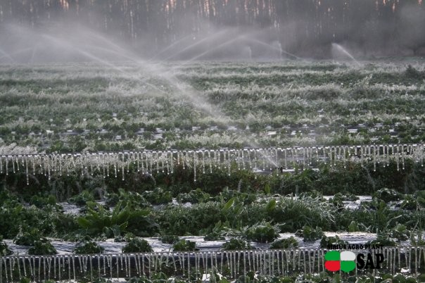 Cottle Strawberry Farm