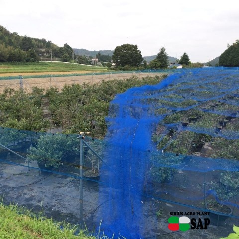 ブルーベリーファームおかざき（愛知県の夏の味覚狩り観光スポット）