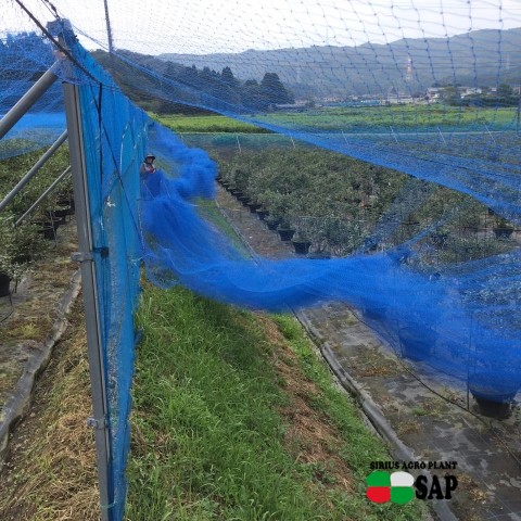 ブルーベリーファームおかざき（愛知県の夏の味覚狩り観光スポット）