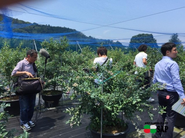 ブルーベリーファームおかざき（愛知県の夏の味覚狩り観光スポット）