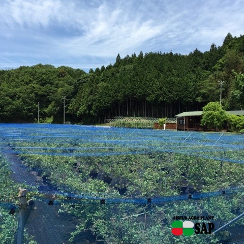 ブルーベリーファームおかざき（愛知県の夏の味覚狩り観光スポット）