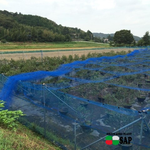 ブルーベリーファームおかざき（愛知県の夏の味覚狩り観光スポット）