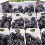 De Sikkert Zachtfruit