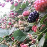 De Sikkert Zachtfruit