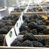 De Sikkert Zachtfruit