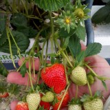 Высокое качество ягод при выращивании в субстрате