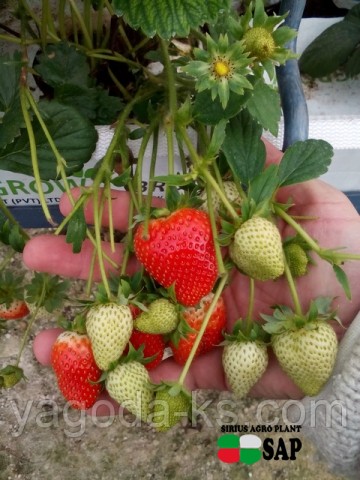 Высокое качество ягод при выращивании в субстрате