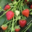 Свежая ягода клубники (земляника садовая). Ранние сорта. Урожай 2016 1
