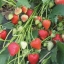 Свежая ягода клубники (земляника садовая). Ранние сорта. Урожай 2016 0