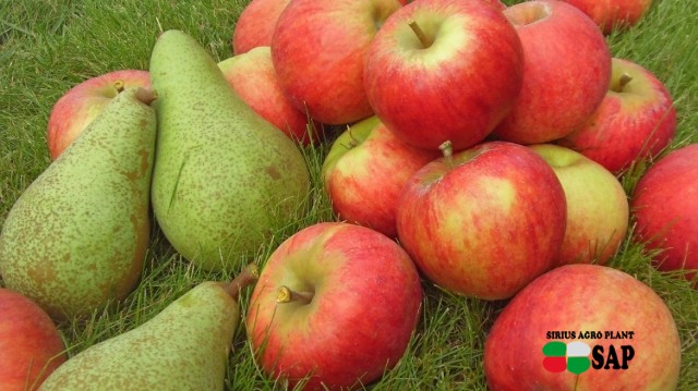 The forecast harvest of apples and pears in the southern hemisphere