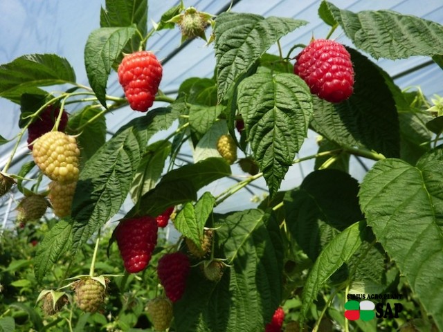 Raspberry Enrosadira, safe option in the soil