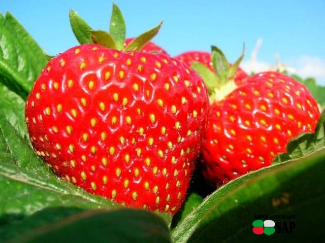 In Ukraine there is a rapid fall in the price of strawberries