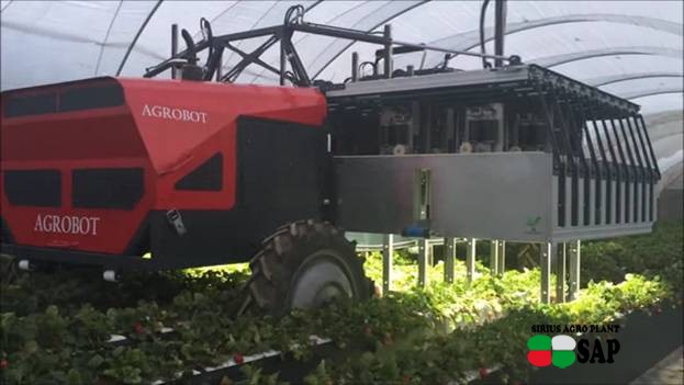 USA (California): a New harvester "IRobot" lookin ' for strawberries