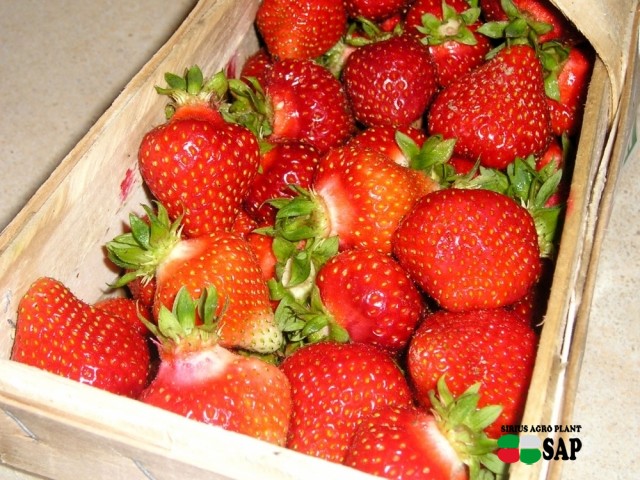 In Poland started strawberry season