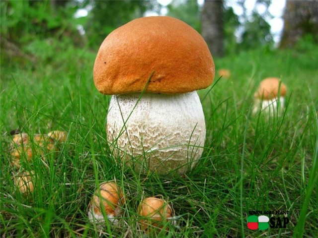 В Украине скоро начнут  собирать лесные грибы.