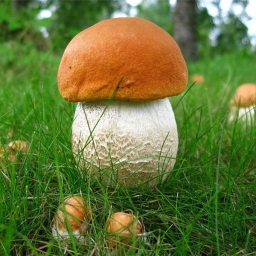 In Ukraine will soon start to collect wild mushrooms.