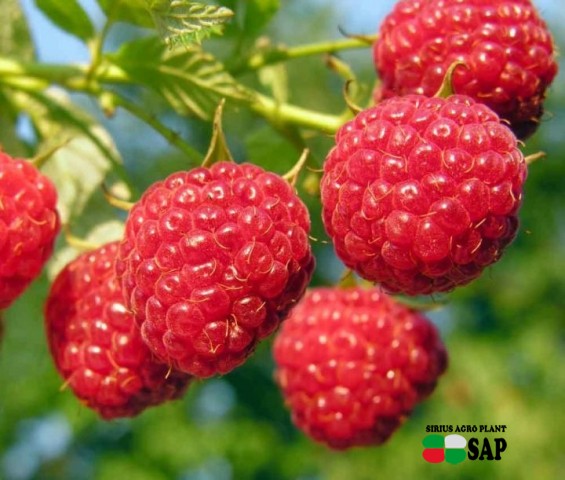 Berry, agrarians of Ukraine planted in 2016, a record number of berries