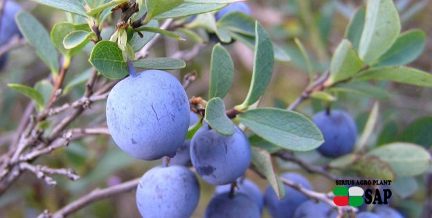 In Ukraine started selling season blueberry