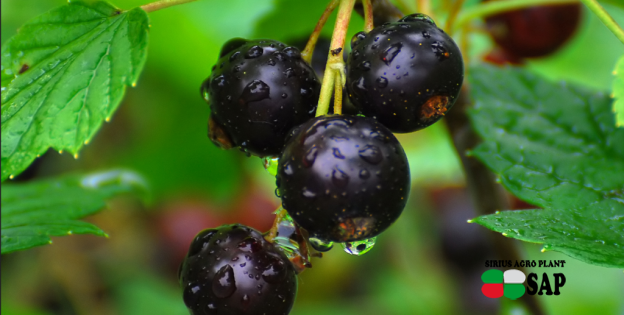 Poland will reduce the production of currants