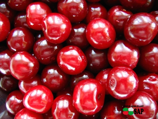 Ukrainian cherry prices for the first batch of berries