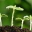 Формы,усвоение и влияние азота на растения