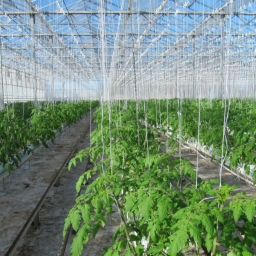 Производство томатов в теплице